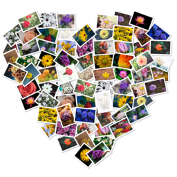 FigrCollage 2.5.7