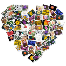 FigrCollage 2.5.11