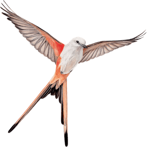 Wingspan v150